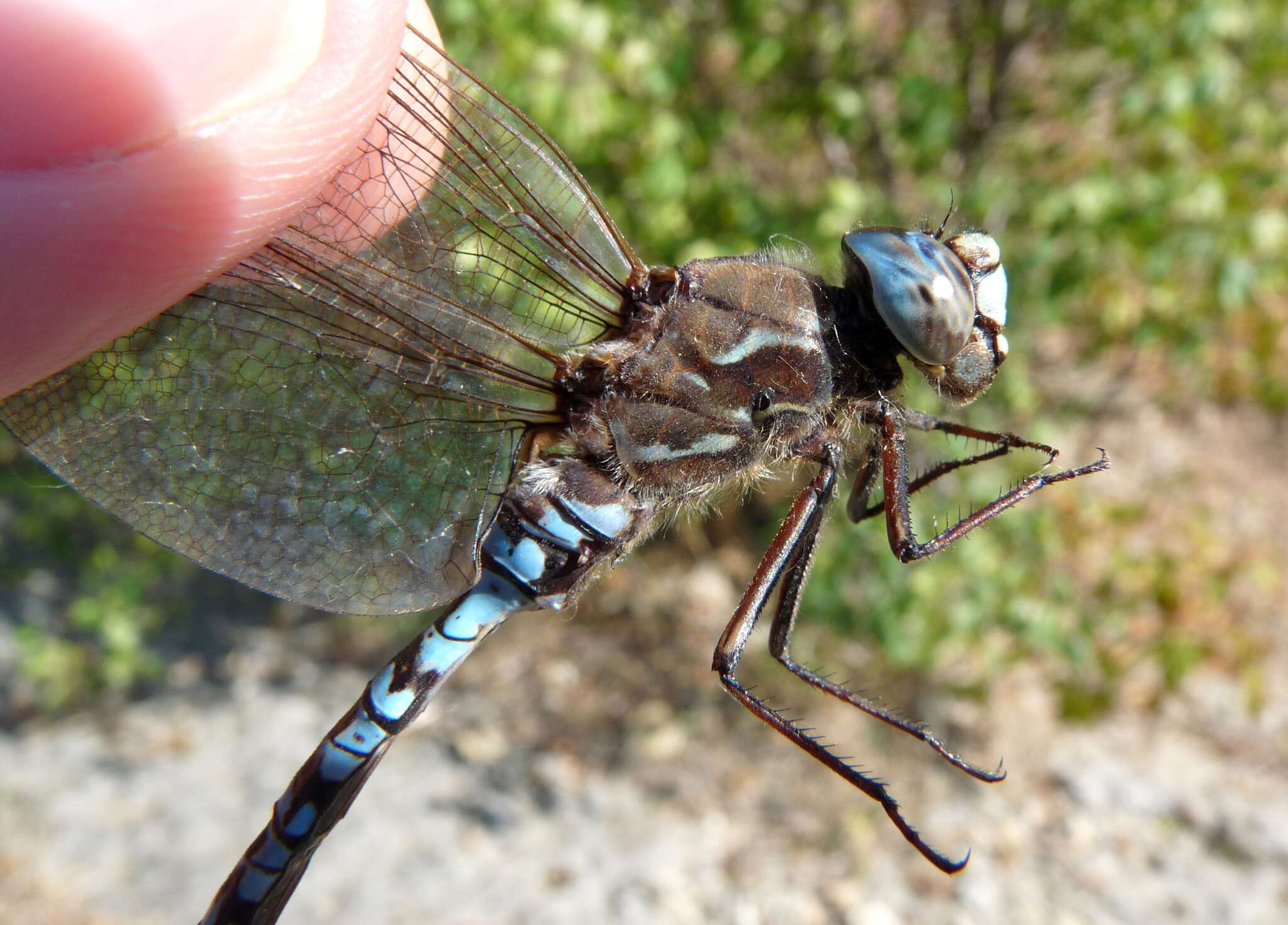 Image of Zigzag Darner