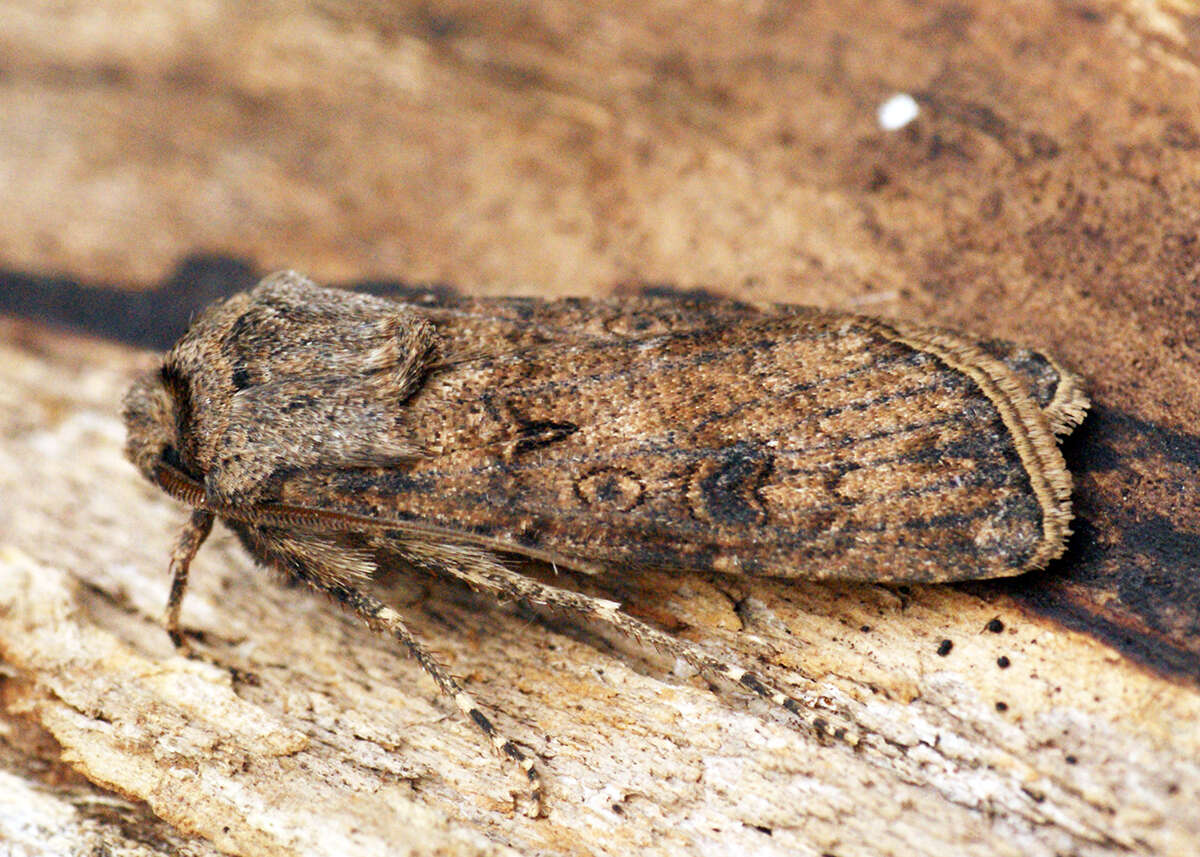 Image of turnip moth