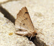 Image of scalloped hazel