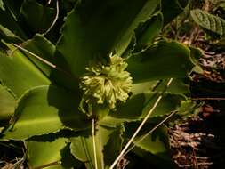 صورة Eucomis autumnalis (Mill.) Chitt.