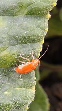 Image of Aulacophora relicta