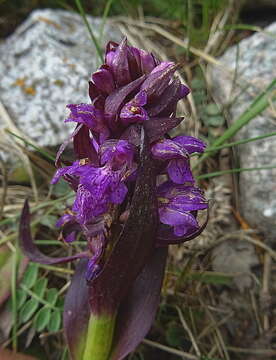 Imagem de Dactylorhiza umbrosa (Kar. & Kir.) Nevski