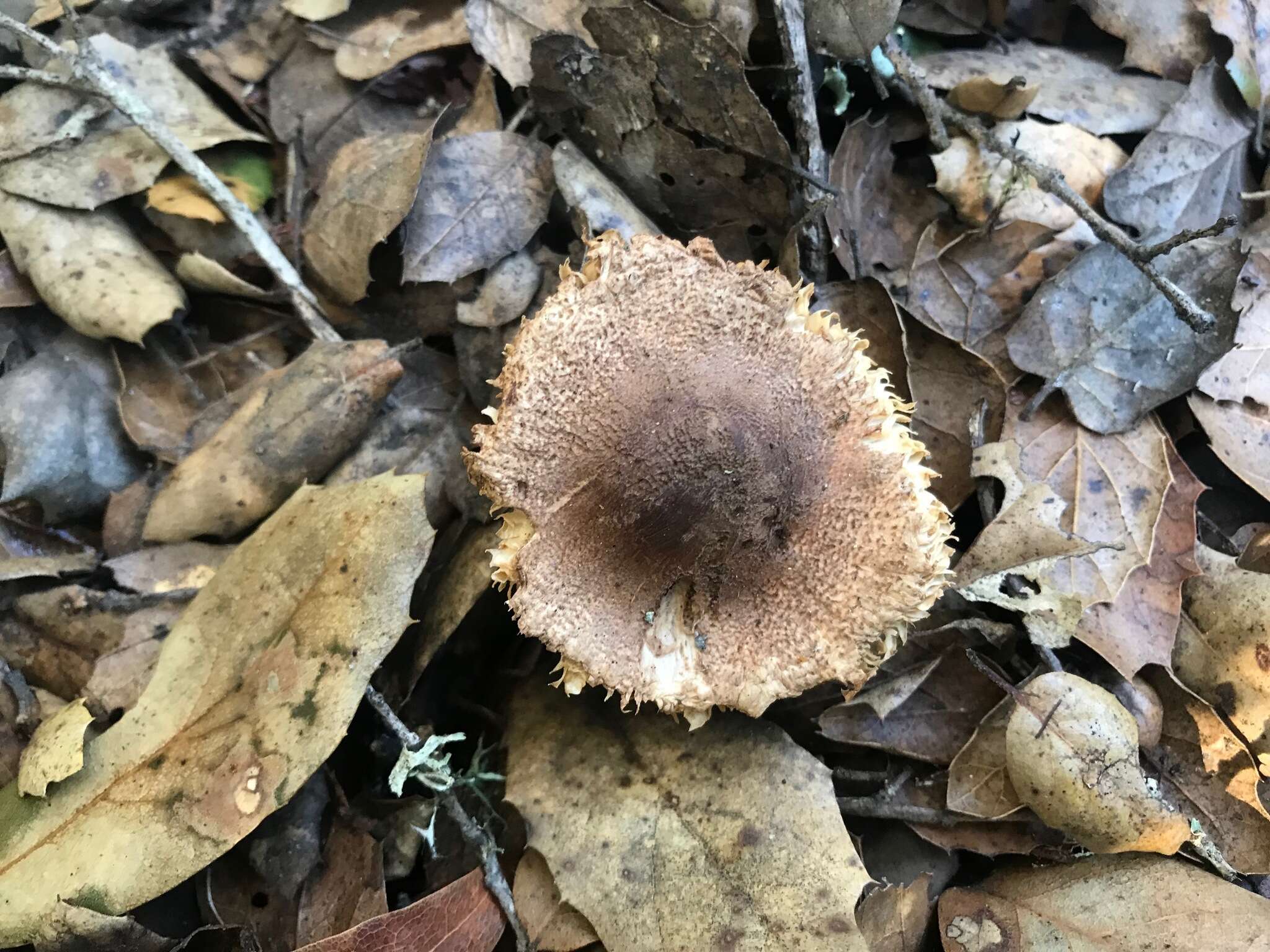 Lepiota spheniscispora Vellinga 2001 resmi