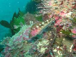 Image of Striped Triplefin