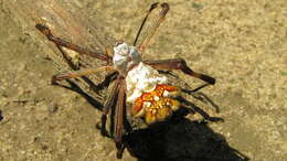 Image of Silver Argiope