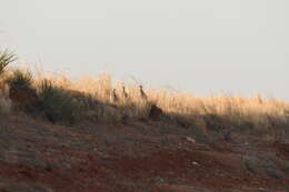 Image of Lesser Prairie Chicken