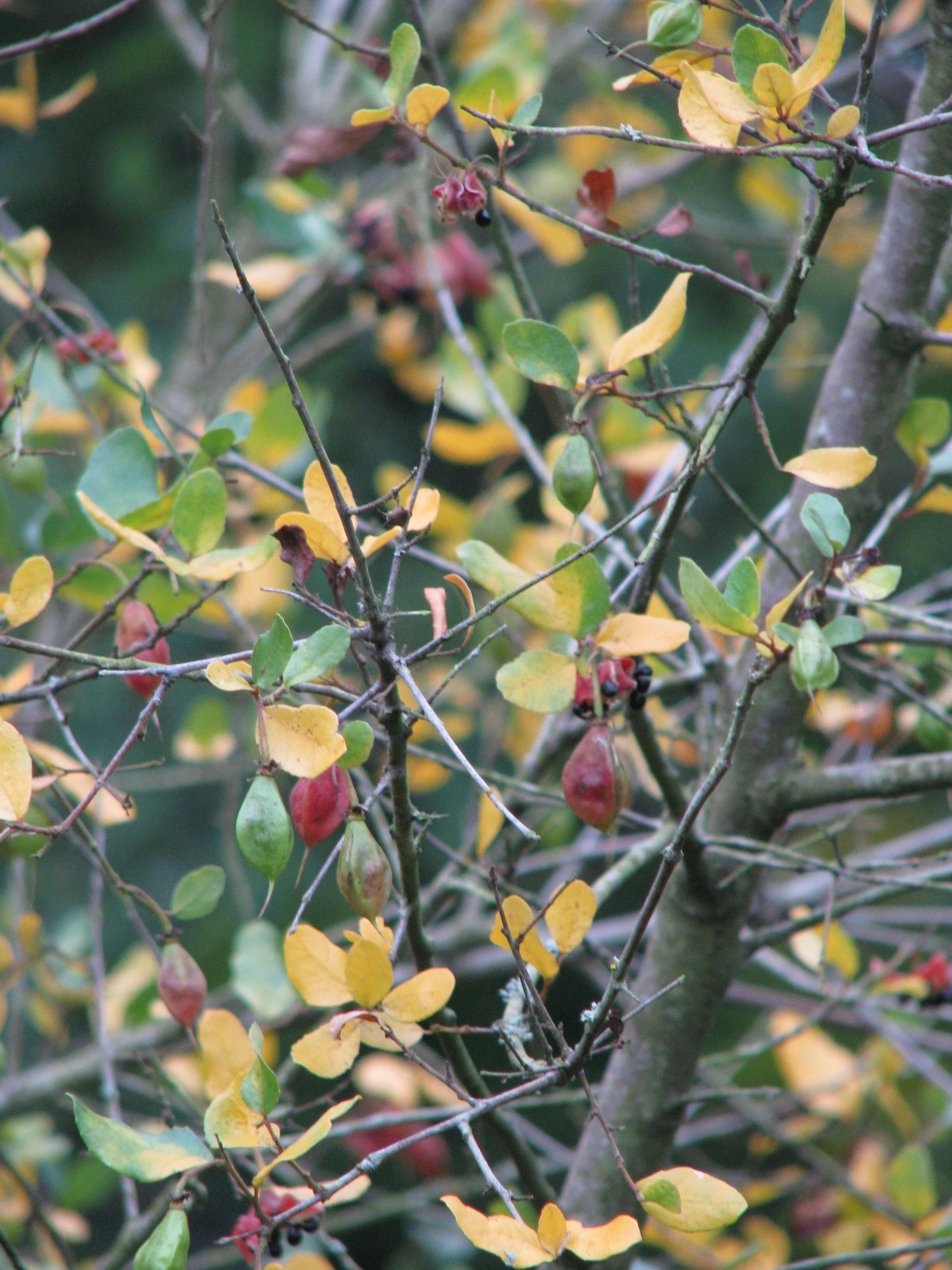 Image of Crinodendron patagua Molina