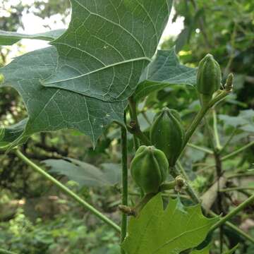 Cnidoscolus rostratus Lundell的圖片