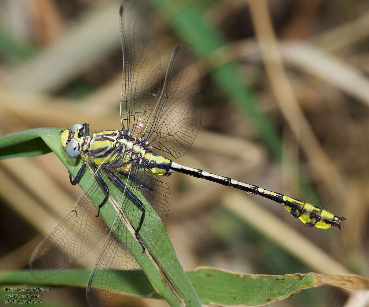 Image of Tamaulipan Clubtail