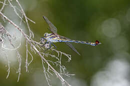 Image of Coastal Petaltail