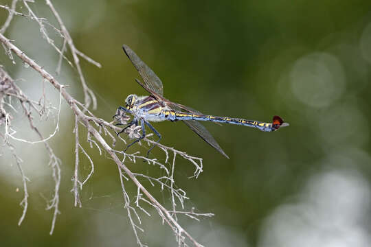 Image of Coastal Petaltail