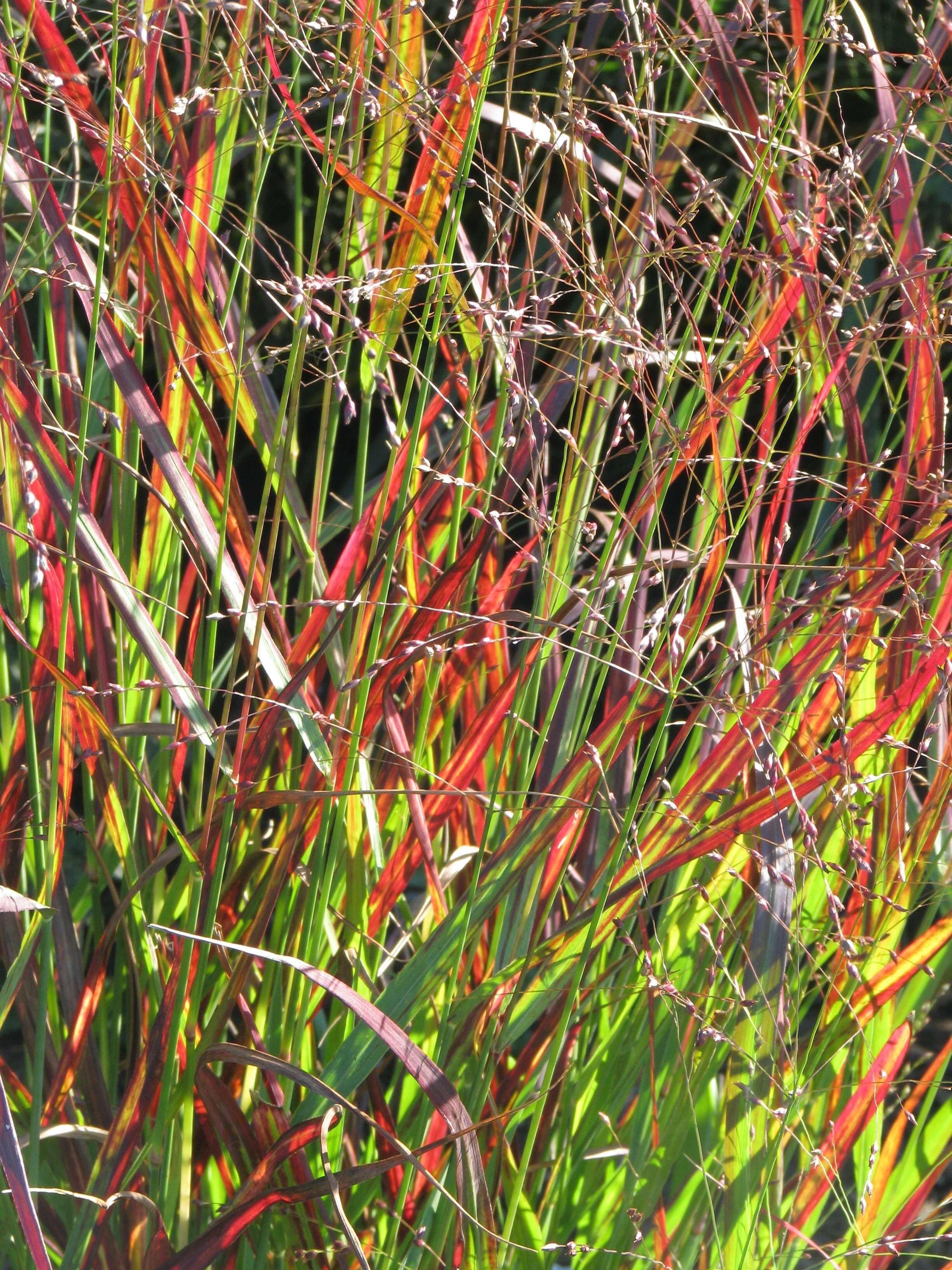 Imagem de Panicum virgatum L.