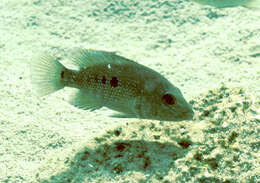 Image of Minckley's cichlid