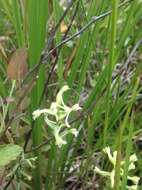 Image of Green Woodland Orchid