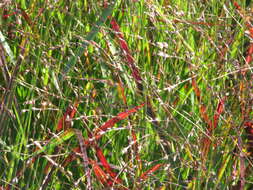 Imagem de Panicum virgatum L.