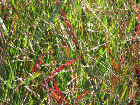 Imagem de Panicum virgatum L.