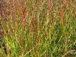 Image of switchgrass