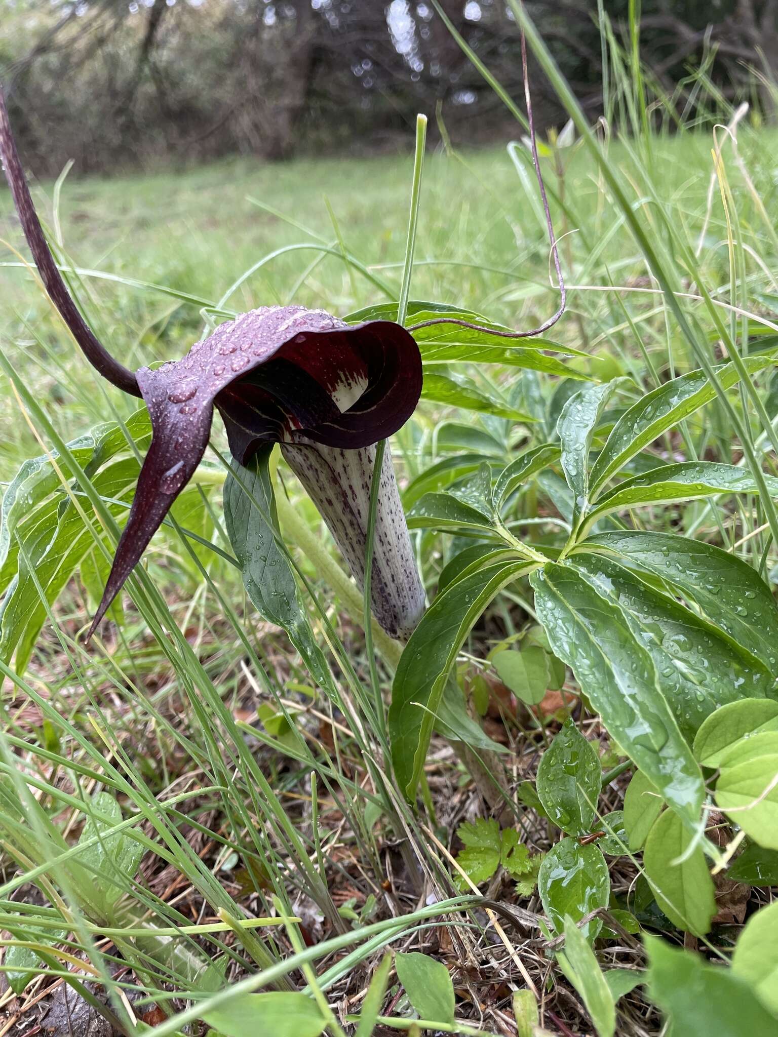 Image of Arisaema thunbergii subsp. urashima (H. Hara) H. Ohashi & J. Murata