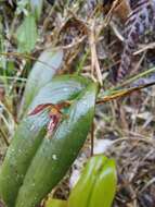 Image of Pleurothallis coriacardia Rchb. fil.