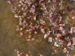 Image of Rotala serpyllifolia (Roth) Bremek.