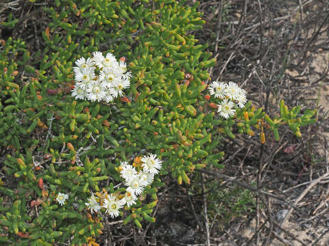 Imagem de Stoeberia utilis (L. Bol.) E. van Jaarsveld