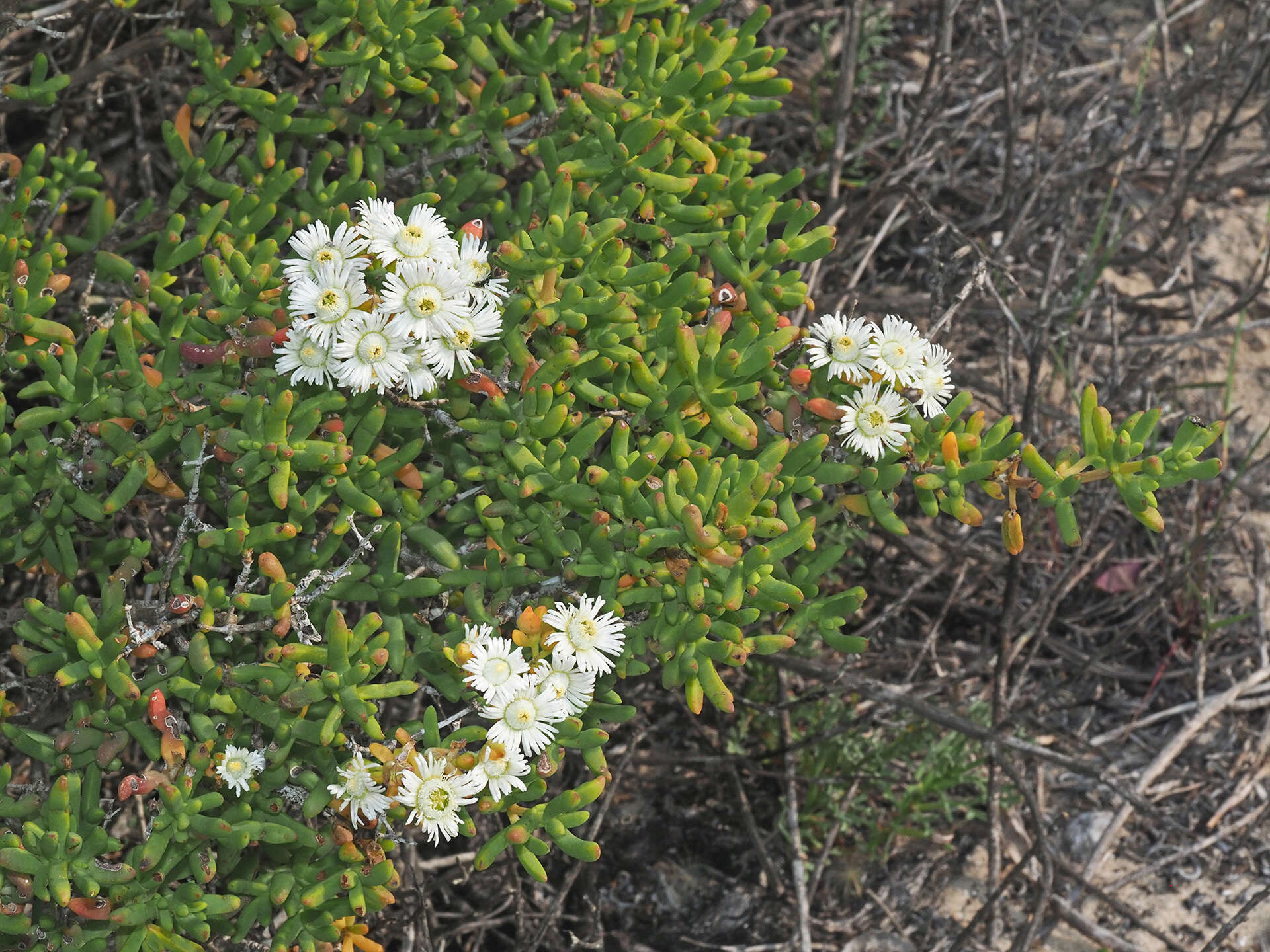 صورة Stoeberia utilis (L. Bol.) E. van Jaarsveld