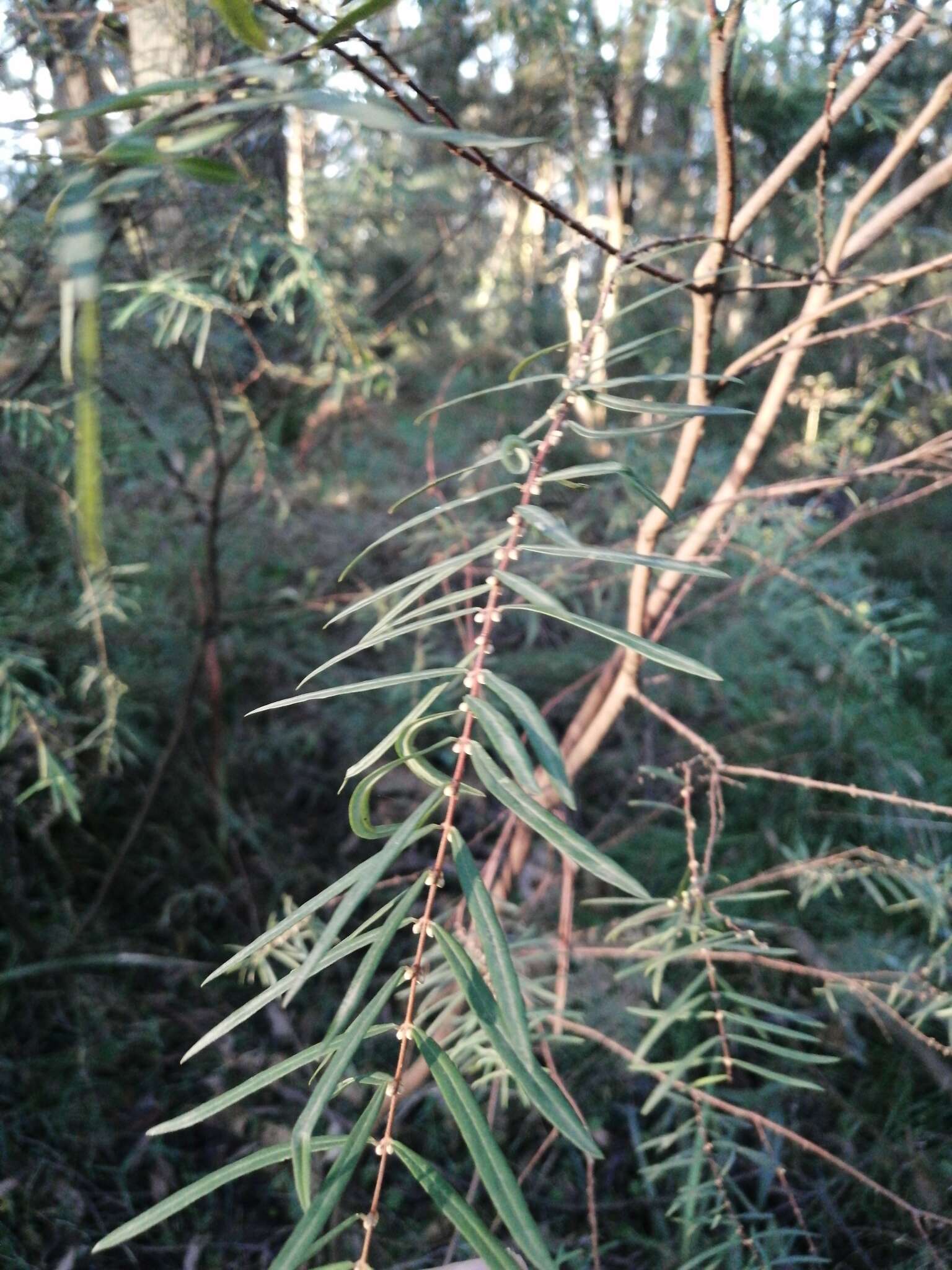 Image of Pimelea axiflora subsp. axiflora