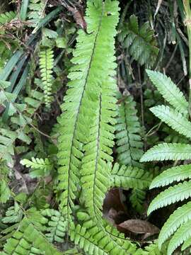 Image of tailed maidenhair