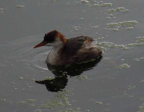 Image of Short-winged Grebe