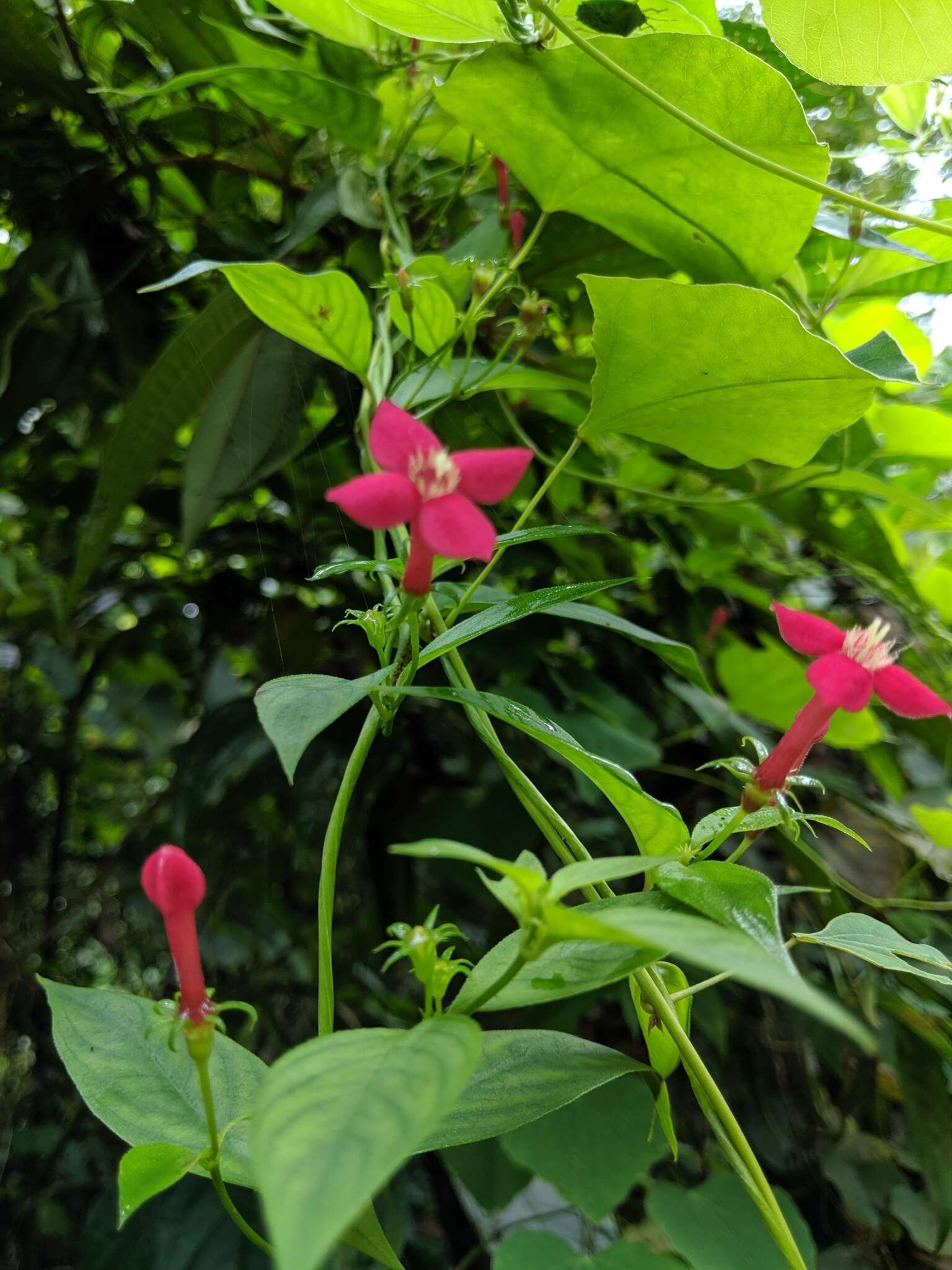 Image of Manettia reclinata L.