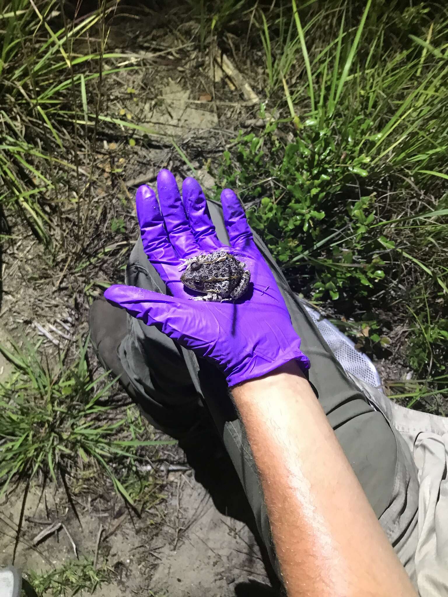 Image of Gopher Frog