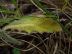 Pennellia longifolia (Benth.) Rollins resmi