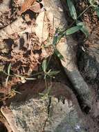 Image of Oldenlandia affinis subsp. fugax (Vatke) Verdc.