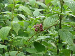 Image of groundnut