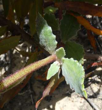 Image de Arctotis angustifolia L.