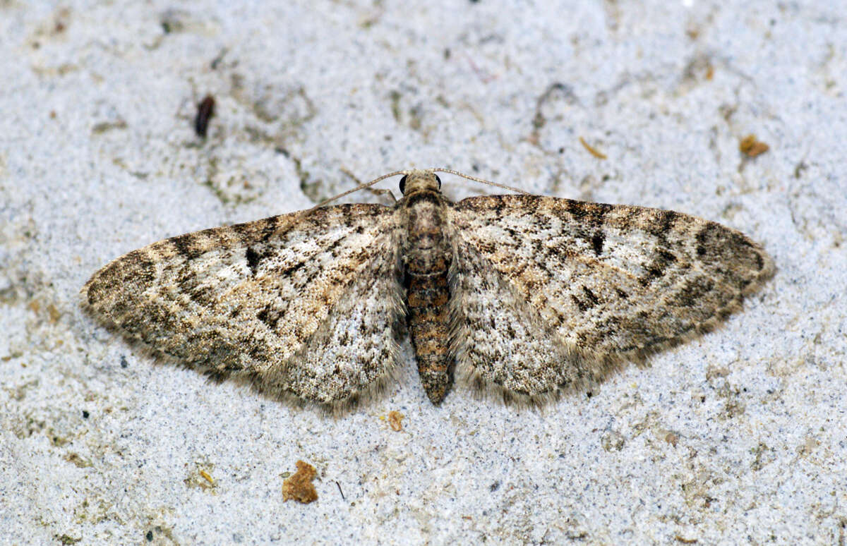 Image of oak-tree pug