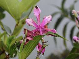 Image of Sobralia dichotoma Ruiz & Pav.