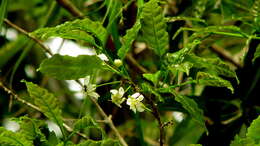 Image of Campomanesia aromatica (Aubl.) Grisebach