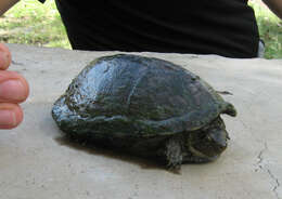 Image of Rough-footed Mud Turtle