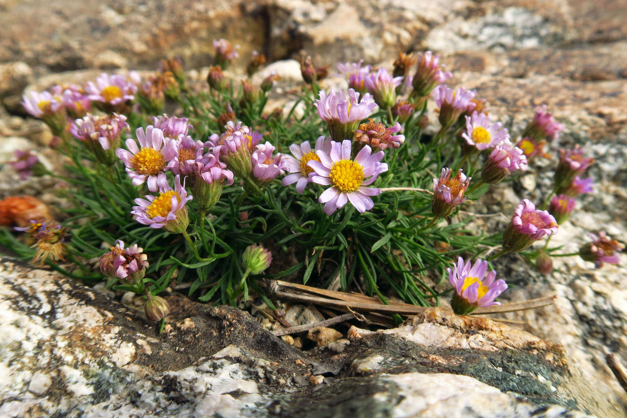 Image of sand fleabane