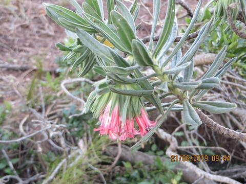 Image of Lobostemon belliformis M. H. Buys