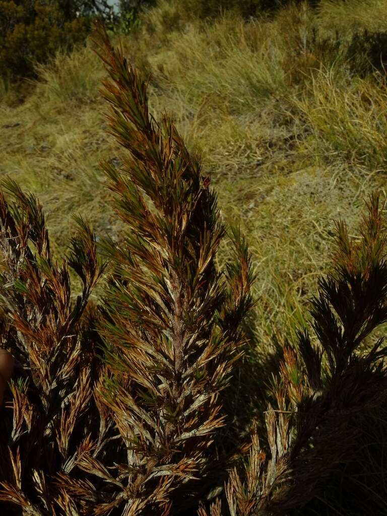 Image of Dracophyllum pearsonii T. Kirk