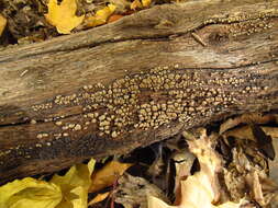 Image of Ceramic fungus