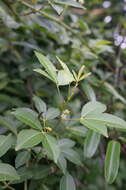 Image of Zanthoxylum asiaticum