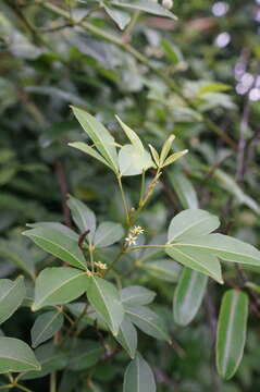 Image of Climbing Orange