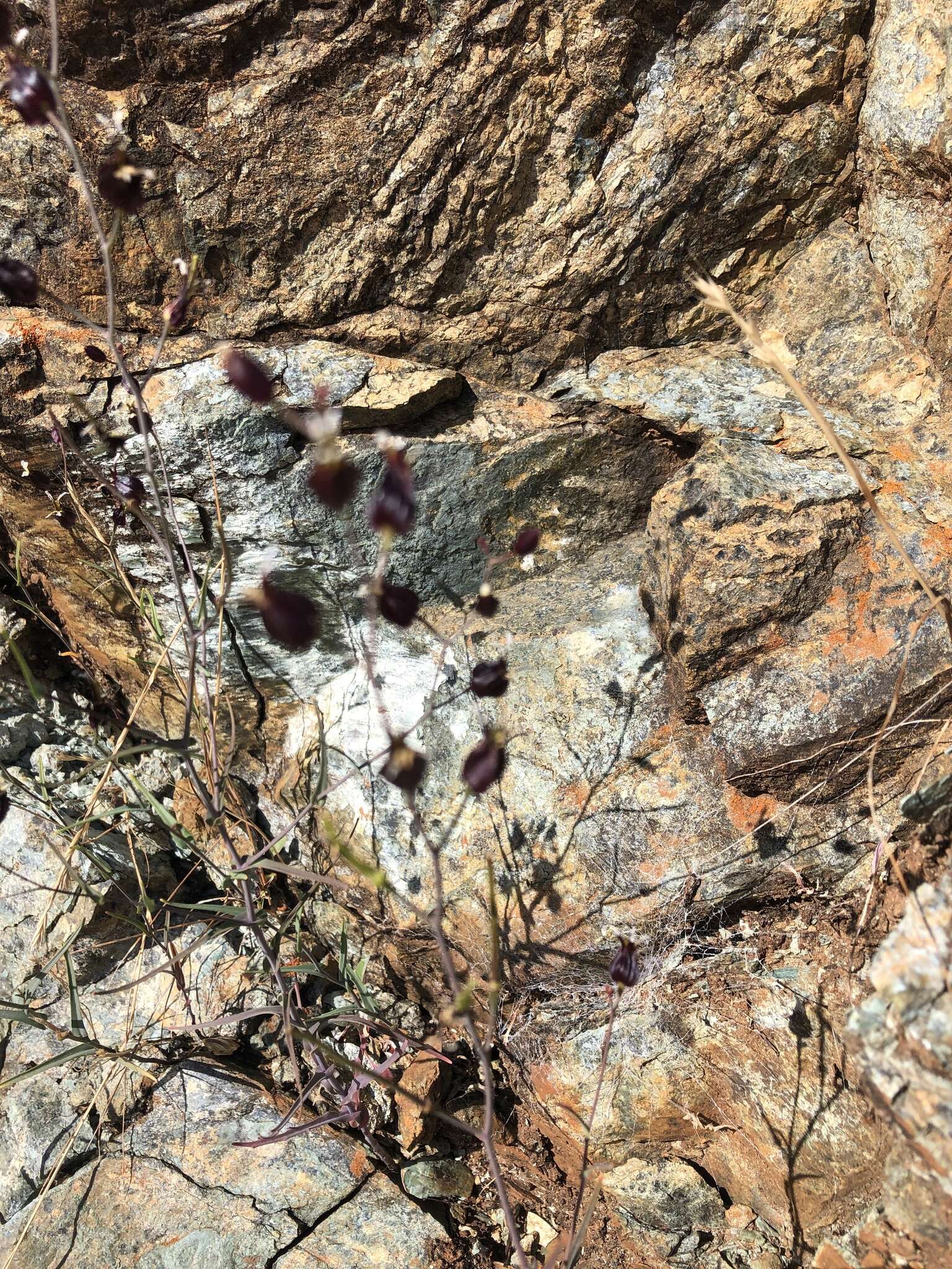 Image of Tiburon jewelflower