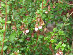 Image of Chilean guava