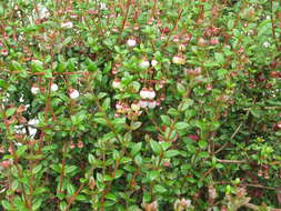 Image of Chilean guava