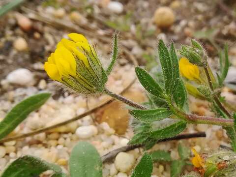 Image of Anthyllis lotoides L.