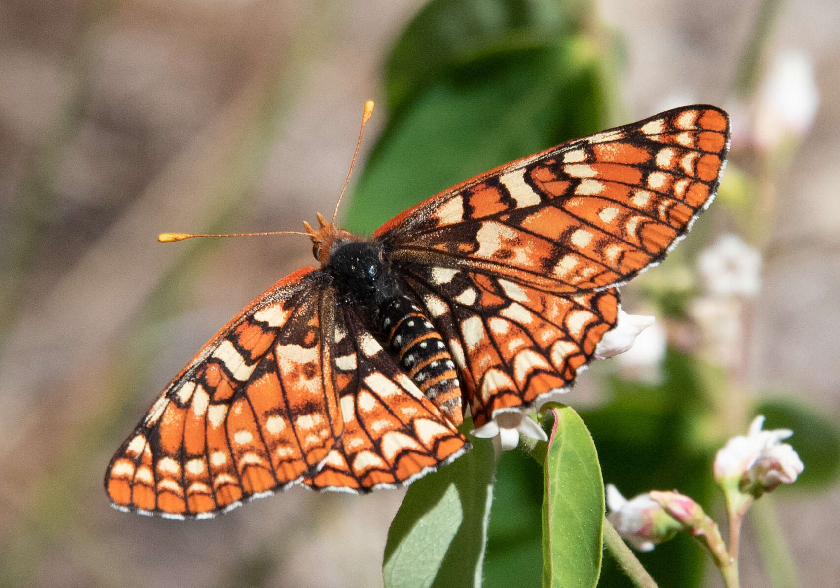 Euphydryas chalcedona sierra (W. G. Wright 1905)的圖片